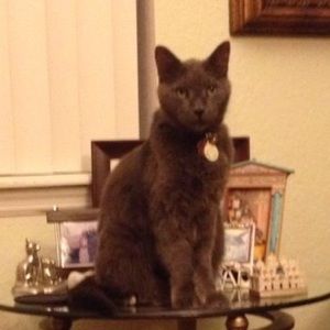 Meet your Posher, Luz